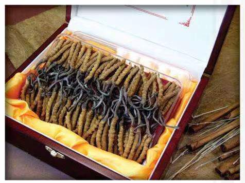 梅里斯达斡尔族冬虫夏草回收